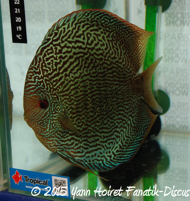 Image From Http Discusnada Org Images Discusfishpictures Discus24 Jpg Discus Tropical Freshwater Fish Freshwater Aquarium Fish