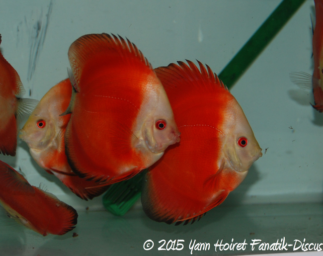 Reproduction de discus red melon: ma Sélection 2015 Discus red melon 2015 Yann Hoiret