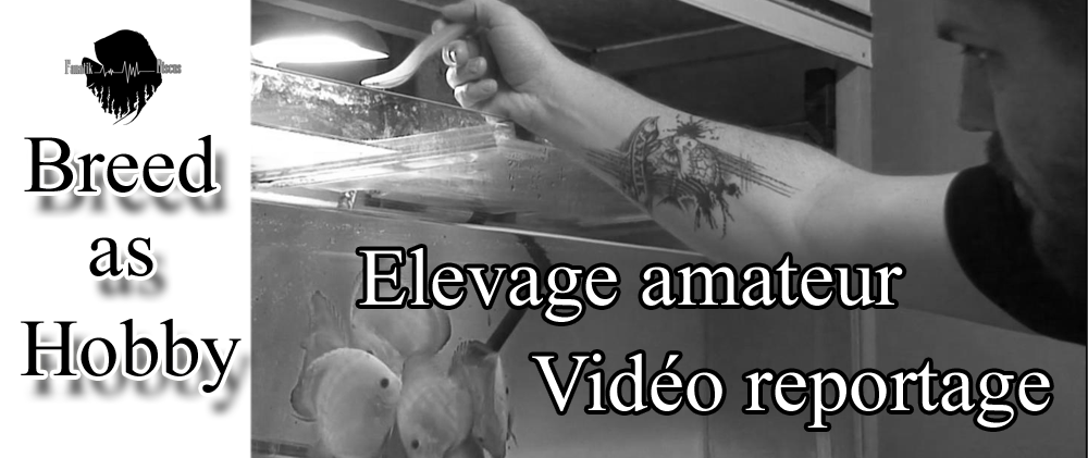 La reproduction du discus: Mon élevage amateur de discus banniere video reportage yann hoiret