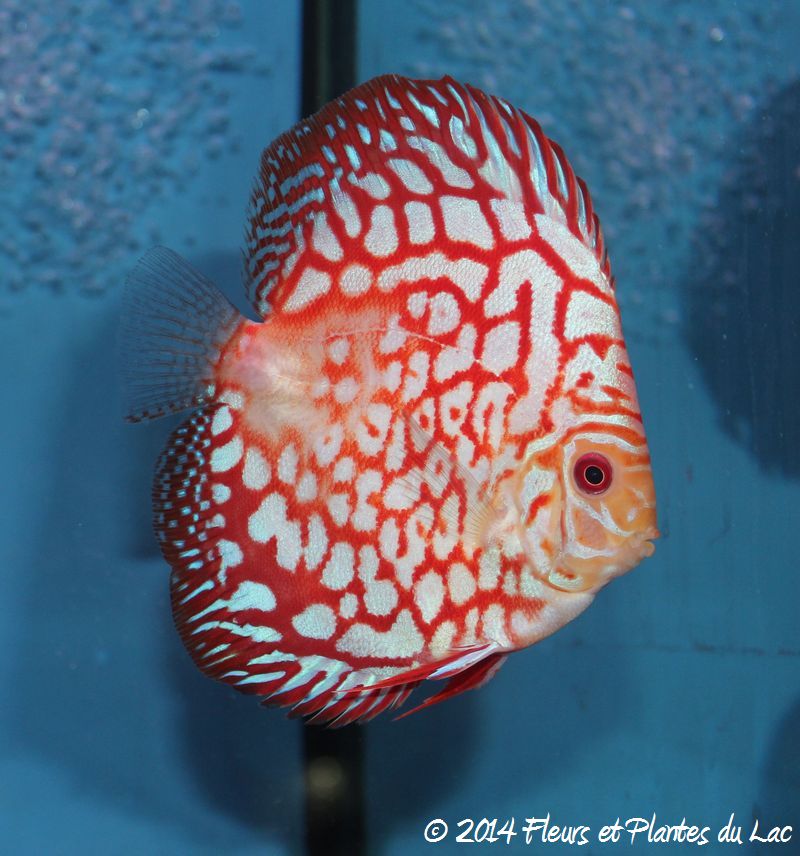 discus pigeon blood jaguar
