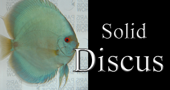 Les discus de couleur unie (Partie 4) image-a-la-une-solid-discus