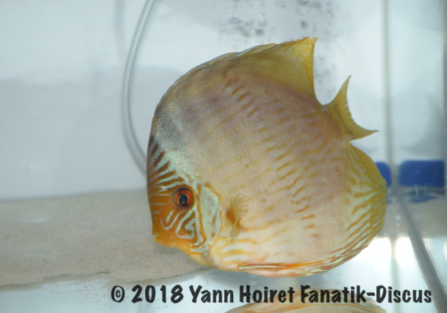 1st Wild Heckel Nordic Discus Show 2018 Chen's-Limerick 1st Wild Heckel Nordic Discus Show 2018 Chen's-Limerick