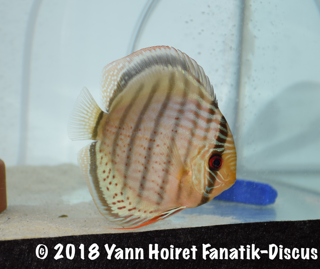 1 ST Wild green cat Nordic discus show 2018 AQUAZOO 1 ST Wild green cat Nordic discus show 2018 AQUAZOO