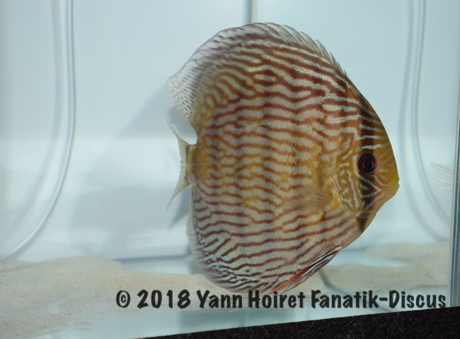 1st WildBlue Nordic Discus Society Nordic Discus Show 2018 1st Wild Blue Nordiska Diskus Sällskapet Nordic Discus Show 2018
