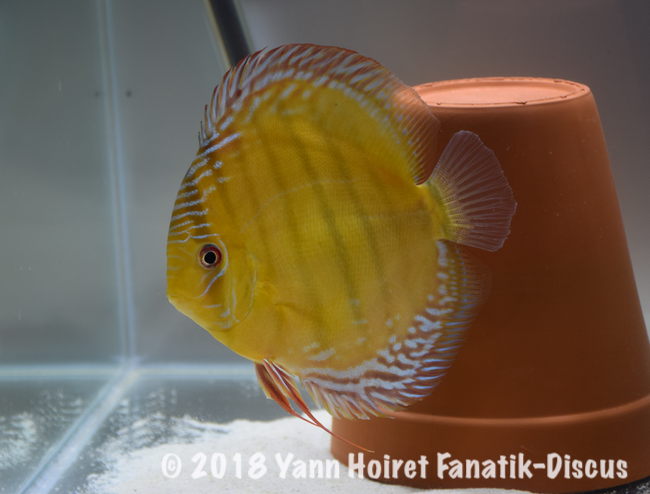 1st Wild Brown Nordic Discus Show 2018 Chen's-Injaaz 1st Wild Brown Nordic Discus Show 2018 Chen's-Injaaz