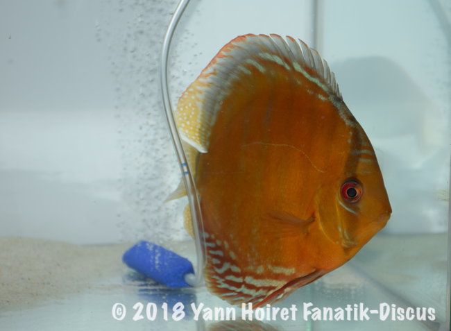 2nd Wild Brown Nordic Discus Show 2018 Stavros Tsipas Injaaz 2nd Wild Brown Nordic Discus Show 2018 Stavros Tsipas Injaaz