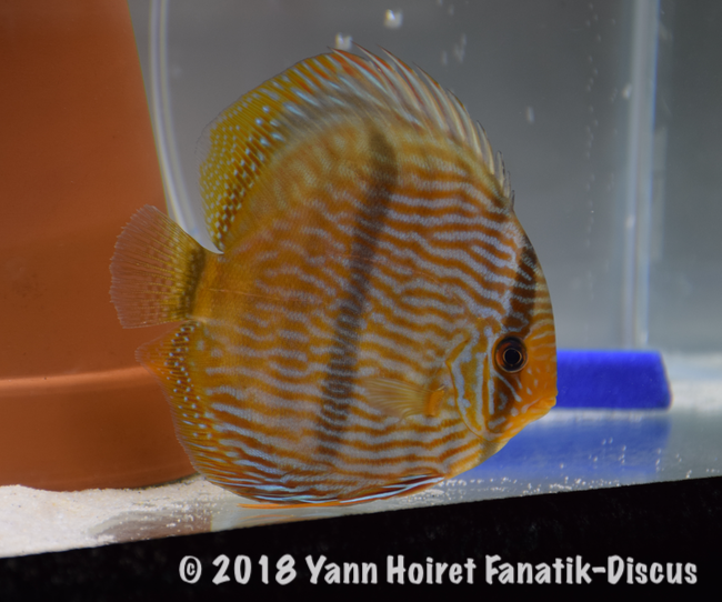 2nd Wild Heckel Nordic Discus Show 2018 2nd Wild Heckel Nordic Discus Show 2018