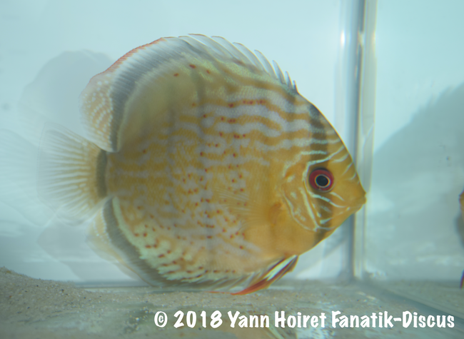 2nd Wild green cat Nordic discus show 2018 AQUAZOO