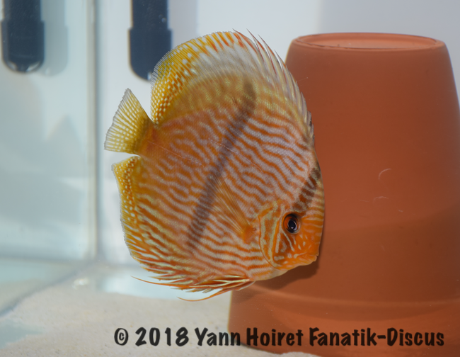 2nd Wild Heckel Nordic Discus Show 2018 2nd Wild Heckel Nordic Discus Show 2018