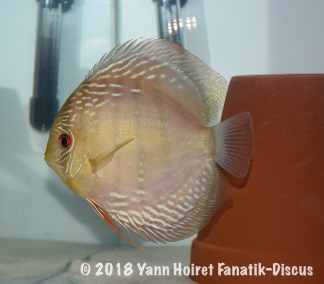 3rd Wild Brown Nordic Discus Show 2018 IP Discus Scotland 3rd Wild Brown Nordic Discus Show 2018 IP Discus Scotland