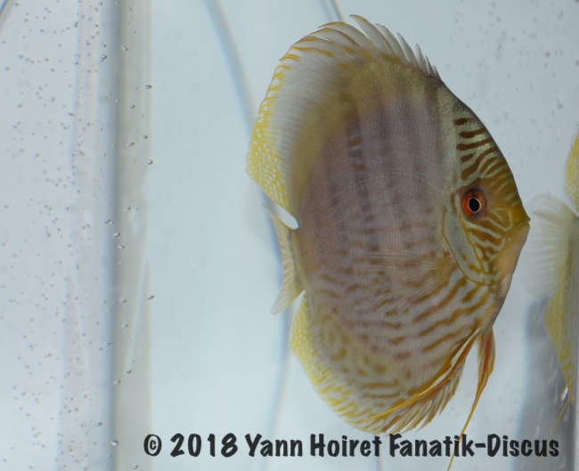 3rd Wild Heckel Nordic Discus Show 2018 Injaaz discus 3rd Wild Heckel Nordic Discus Show 2018 Injaaz discus