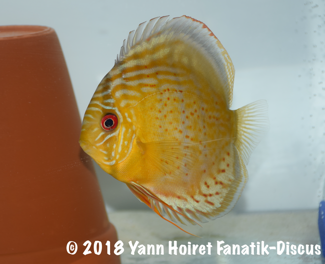 3rd Wild green cat Nordic discus show 2018 AQUAZOO