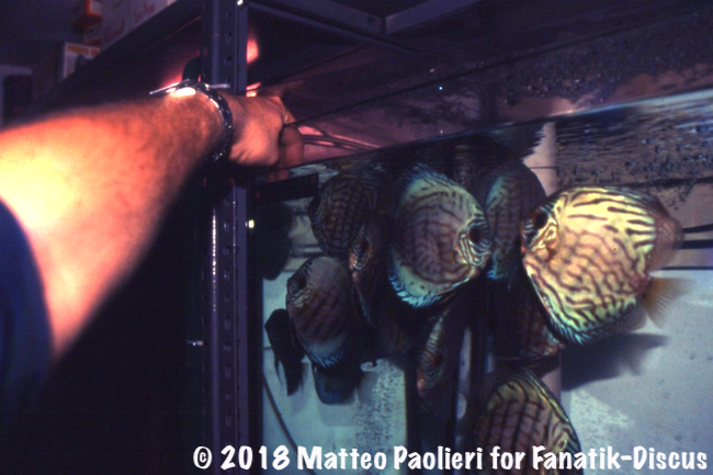 Jack Wattley hand feeding Discus Matteo paolieri Jack Wattley hand feeding Discus Matteo paolieri