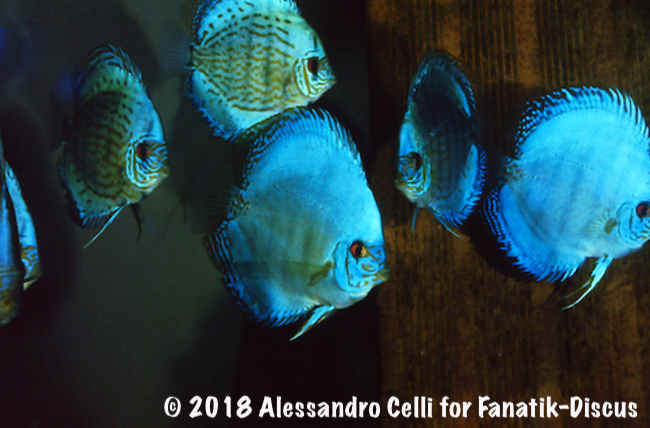 Jack Wattley Turquoise Hi Fin Discus group 1989 Alessandro Celli Jack Wattley Turquoise Hi Fin Discus group 1989 Alessandro Celli