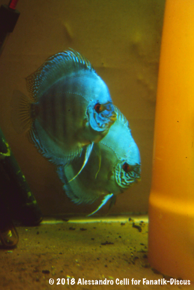 Jack Wattley Turquoise Hi Fin Discus spawning 1989 Alessandro Celli Jack Wattley Turquoise Hi Fin Discus spawning 1989 Alessandro Celli