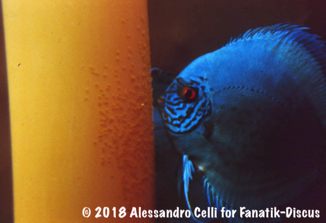 Jack Wattley Turquoise Hi Fin Discus spawning 1989 Alessandro Celli Jack Wattley Turquoise Hi Fin Discus spawning 1989 Alessandro Celli