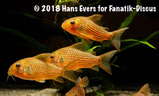Corydoras eversi