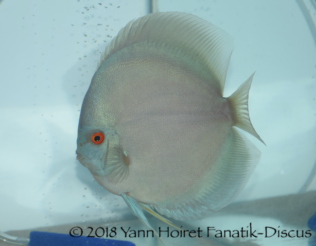 2nd Solid cat NDS 2018 Blue diamond 2nd Solid cat NDS 2018 Blue diamond