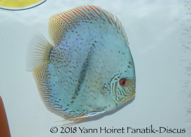 Winner of the Open Heckel discus cross category Gagnant de la catégorie Open Discus Heckel cross