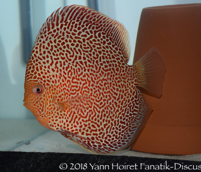 Red spotted discus Chen's discus Daniel Indarta Indonésie Red spotted discus Chen's discus Daniel Indarta Indonésie