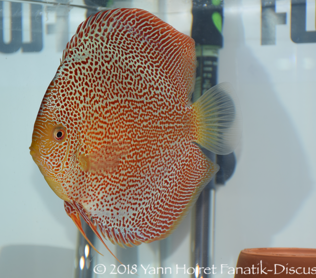 Nordic Discus Show 2018 Spotted discus winner Nordic Discus Show 2018 Spotted discus winner