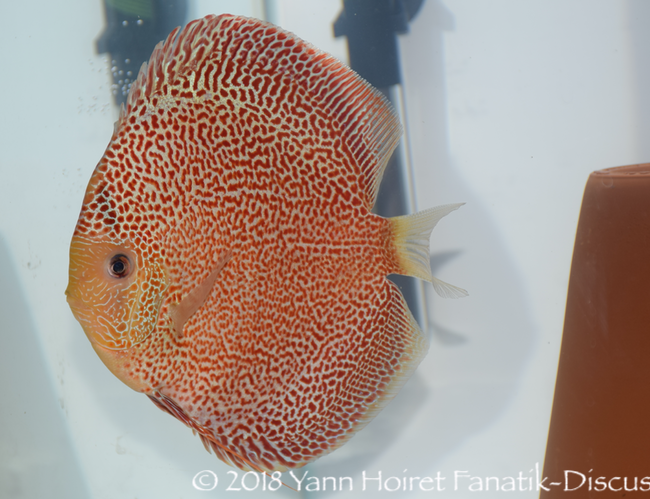 Red spotted discus Chen's discus Daniel Indarta Indonésie Red spotted discus Chen's discus Daniel Indarta Indonésie