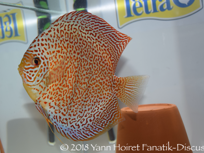 Discus spotted NDS 2018 Discus spotted NDS 2018