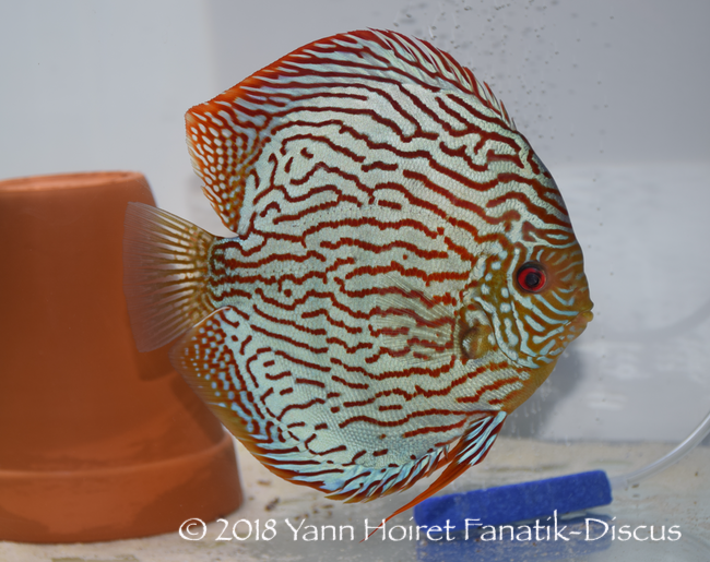 Discus turquoise Nordic Discus Show 2018 Discus turquoise Nordic Discus Show 2018