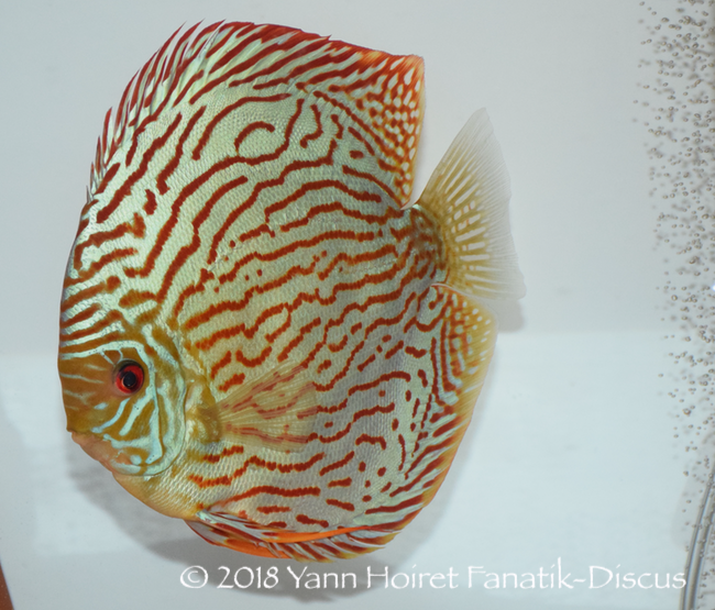Discus striped turquoise Winner Nordic Discus Show 2018 Discus striped turquoise Winner Nordic Discus Show 2018