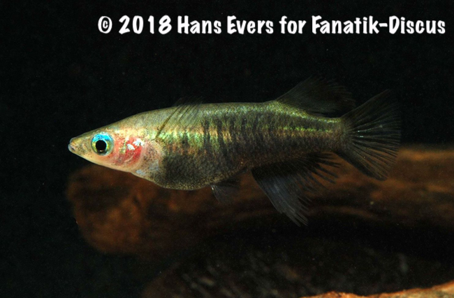 Oryzias eversi Oryzias eversi