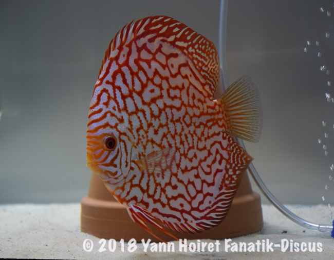 1st Pattern pigeon blood Nordic Discus Show 2018 1st Pattern pigeon blood Nordic Discus Show 2018