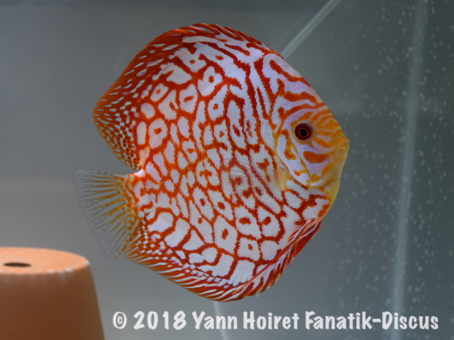 Discus pigeon blood 5ème Nordic Discus Show 2018 Discus pigeon blood 5ème Nordic Discus Show 2018