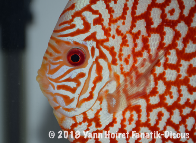 Head close up Discus pigeon blood Head close up Discus pigeon blood