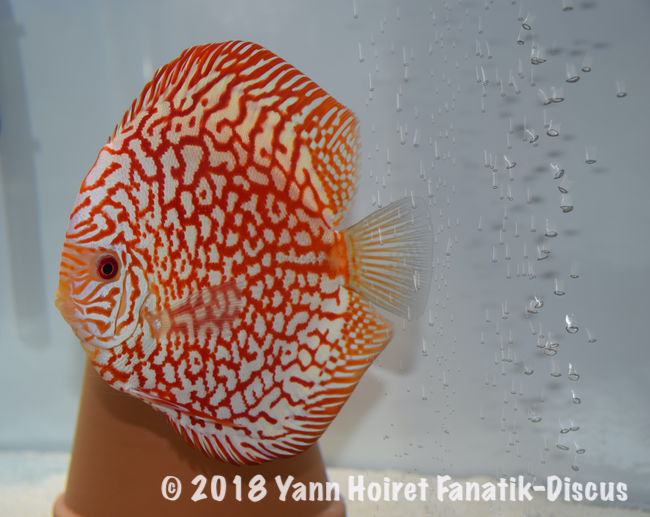 2nd Pattern pigeon blood Nordic Discus Show 2018 2nd Pattern pigeon blood Nordic Discus Show 2018