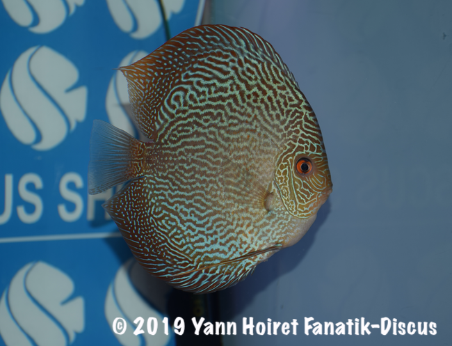 1st open pattern FDS 2018