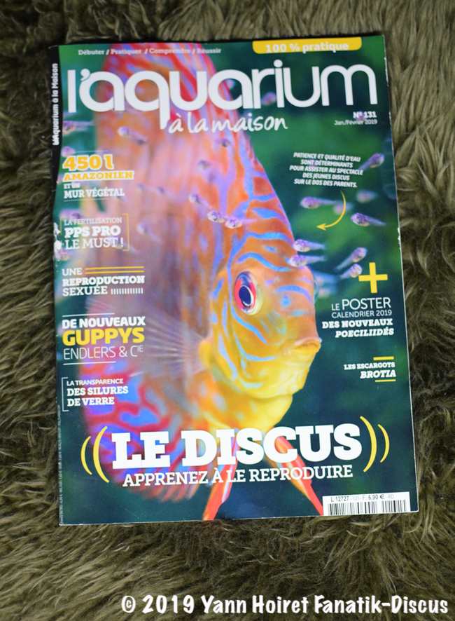 Home aquarium January February 2019