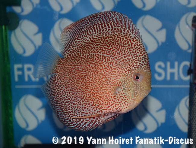 1St Spotted FDS COGNAC 2018