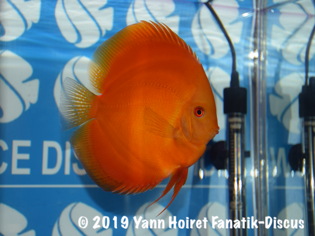 1st Open Uni red melon discus FDS 2018