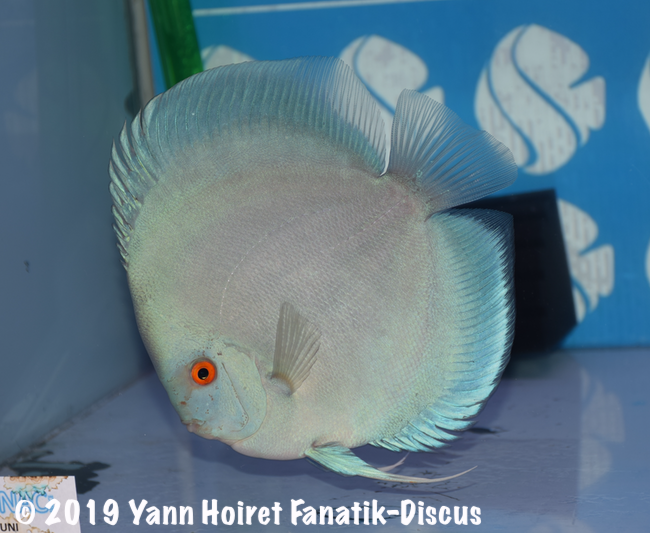 1st Solid blue blue diamond FDS 2018