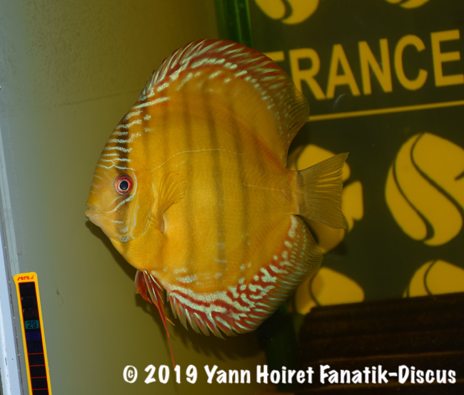 1st Wild discus FDS 2018