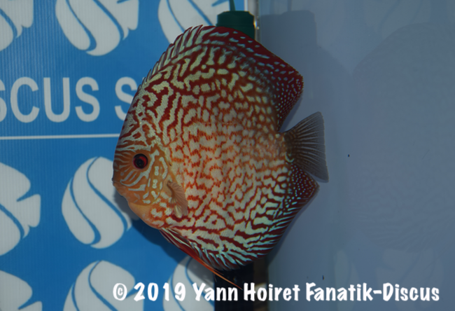 1st turquoise FDS Cognac 2018