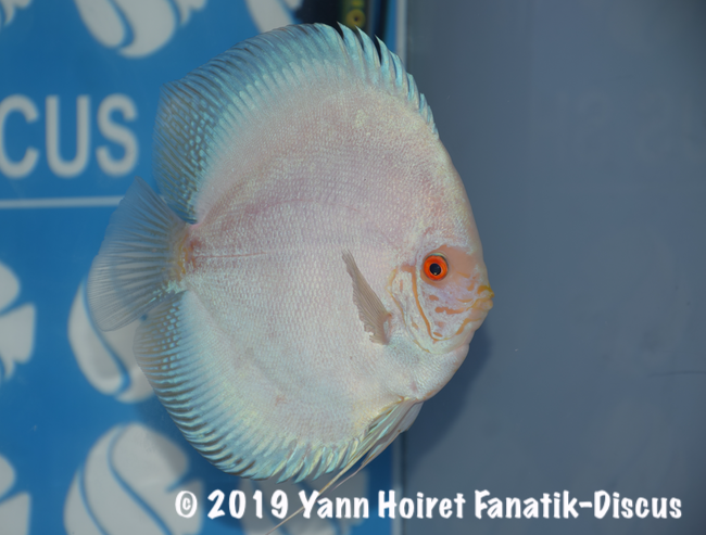 2nd Open Uni discus white butterfly FDS 2018