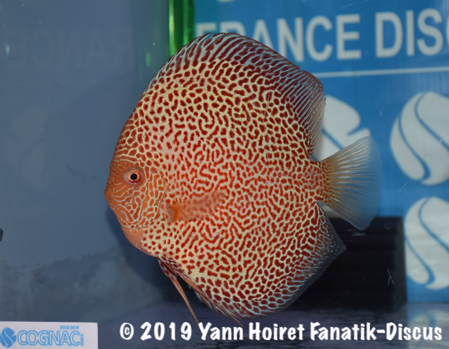 2nd Red Spotted France Discus Show Cognac 2018
