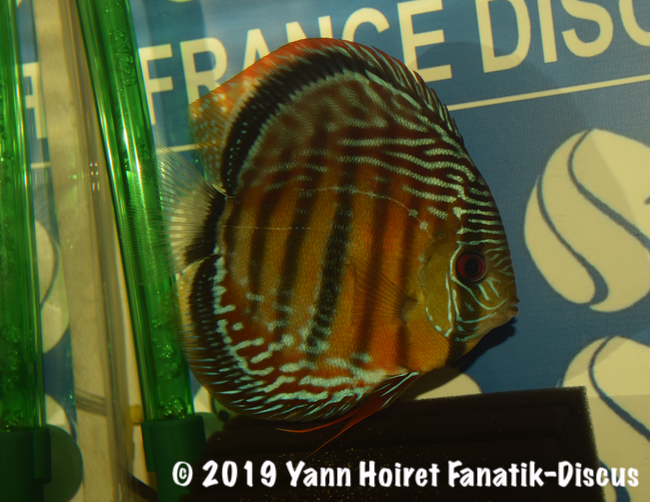 2nd Wild FDS 2018