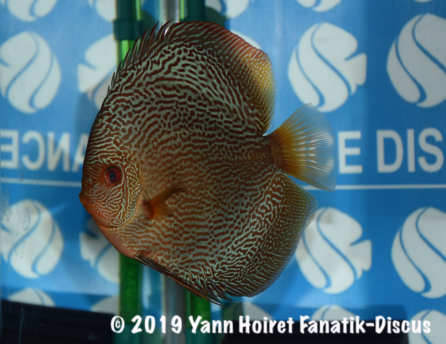 2nd open pattern discus snakeskin rouge FDS 2018