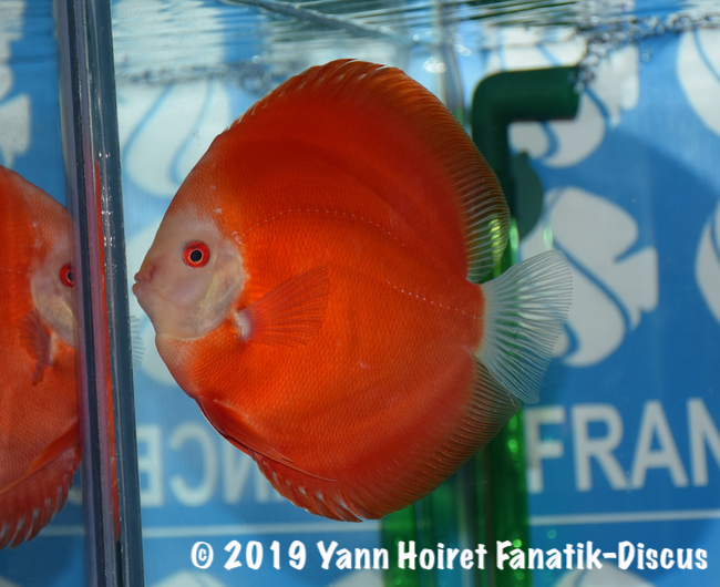 1st red FDS 2018