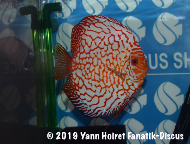 3rd discus Pigeon blood FDS 2018