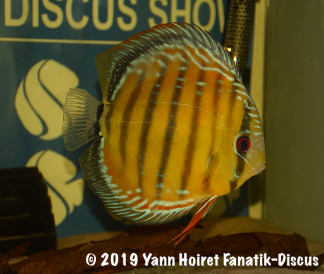 3rd Wild FDS 2018