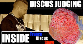 Suivez les juges discus du France Discus Show 2018 Image a la une Inside FRANCE DISCUS SHOW COGNAC