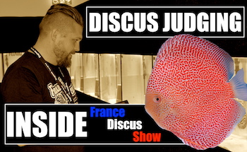 Image a la une Inside FRANCE DISCUS SHOW COGNAC